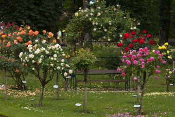 Rosarium in Bad Sauerbrunn, Burgenland, Austria
