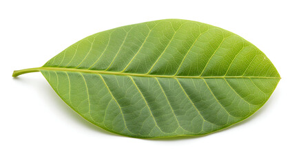 Obraz premium tree leaf on white background,