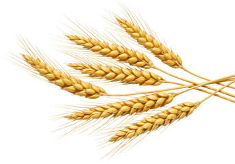 Ultra-realistic UHD photo of five golden wheat stalks with plump grains, diagonally arranged on a pristine transparent background with no shadows, macro details. Concept of organic purity and natural