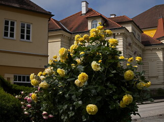 Rosarium in Bad Sauerbrunn, Burgenland, Austria

