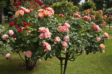 Rosarium in Bad Sauerbrunn, Burgenland, Austria

