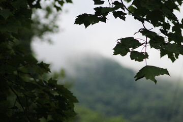 Maple leaves set against a hazy or foggy background with a mountain blurred in the distance. Beautiful nature landscape