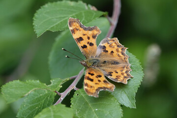 A Comma butterfly (Polygonia c-album)