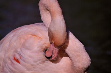Fototapeta premium Greater flamingo (Phoenicopterus roseus) in natural wetland – elegant pink bird wading in shallow water