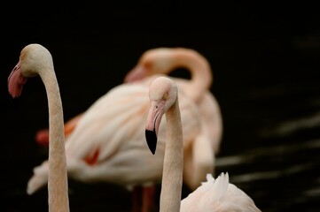Greater flamingo (Phoenicopterus roseus) in natural wetland – elegant pink bird wading in shallow water © Colin