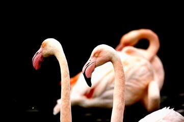 Greater flamingo (Phoenicopterus roseus) in natural wetland – elegant pink bird wading in shallow water © Colin