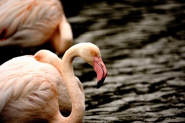 Greater flamingo (Phoenicopterus roseus) in natural wetland – elegant pink bird wading in shallow water © Colin