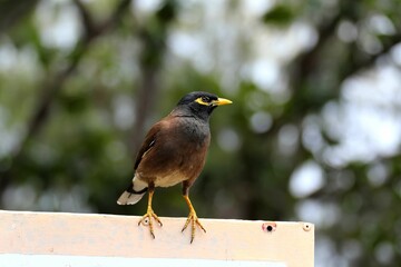 Common Myna bird on a sign in Mauritius