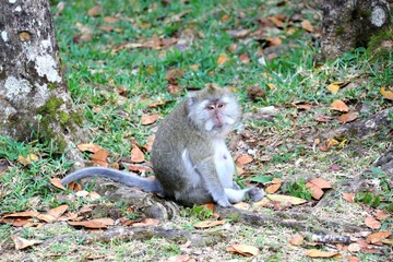 Wild Long-Tailed Macaque Sitting in Leafy Forest, Mauritius