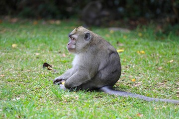 Side Profile of a Wild Long-Tailed Macaque Sitting on Grass