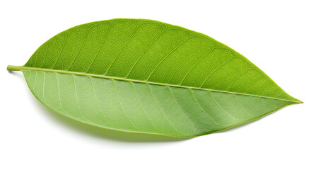 Obraz premium tree leaf on white background,