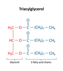 Triacylglycerol (triglyceride) is the primary form of dietary lipid. General structure of a triacylglycerol (TAG) molecule..