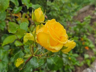 yellow rose in the garden