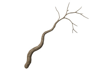 Obraz premium Isolated gnarled branch extending upward against transparent background, perfect for digital compositing and creative projects