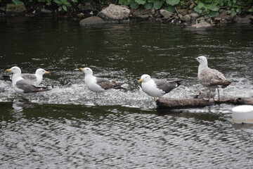 Lesser Black-backed Gulls (Larus fuscus) on a British river