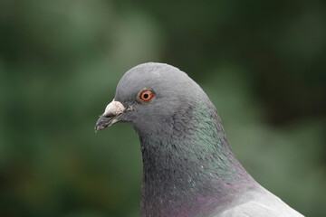 Close-up of the head of a Feral Pigeon (Columba livia)