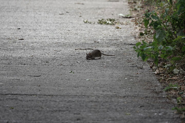 A Brown Rat (Rattus norvegicus) on an urban footpath