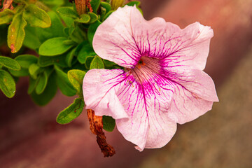 pink rose flower