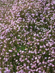 Fototapeta premium Field of Pink Wildflowers – Silene Sericea, Early Spring in Golfo Aranci, Sardinia, Vertical Close Up