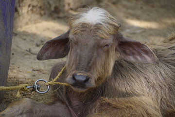A young buffalo calf resting on the ground, tied with rope in a rural village setting. The scene...