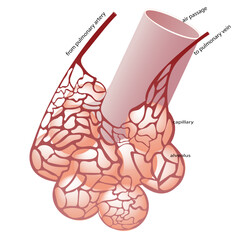 Diagram Showing Relation of Blood Vessels to Alveoli