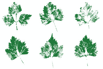Natural leaves imprint, grunge style, vector, isolated, decorative elements for design	