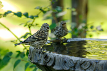 pine siskins perched on a birdbath with colorful background
