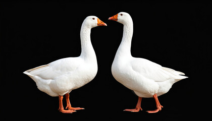 Obraz premium Two white swans looking at each other on a black background