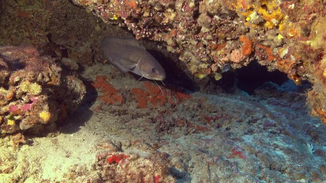 Forkbeard fish in its cave - Mediterranean Sea life