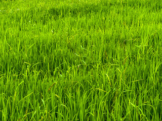 Close up of rice fields, Central Province, Sri Lanka
