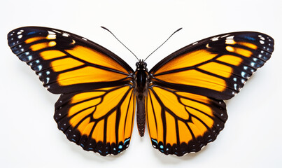 Fototapeta premium Monarch butterfly showing its vibrant orange and black wings against a clean, white background, perfect for nature designs and educational content.