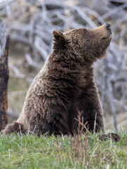 Grizzly Bear in Yellowstone National Park Wyoming in Springtime