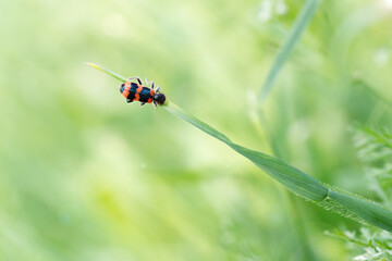 peaceful bug on green grass, tranquil insect in sunlight, meditation in nature, relaxing summer scene macro