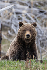 Obraz premium Grizzly Bear in Yellowstone National Park Wyoming in Springtime