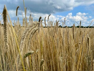 golden wheat field