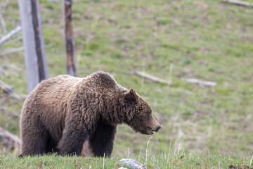 Fototapeta premium Grizzly Bear in Yellowstone National Park Wyoming in Springtime