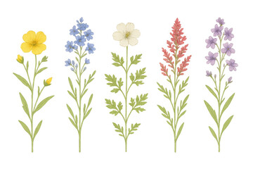 Set of five colorful wildflowers with green leaves growing on transparent background, representing nature, growth, and beauty