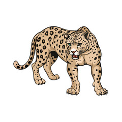 leopard on a white background isolated