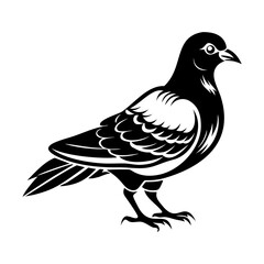 bird on white background