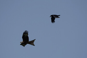 A Red Kite (Milvus milvus) being mobbed by a Rook (Corvus frugilegus)