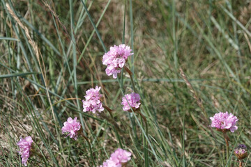 Flowers of Sea Thrift (Armeria maritima)