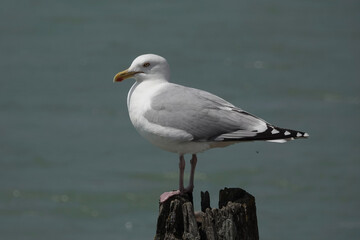A Herring Gull (Larus argentatus) on the British coast