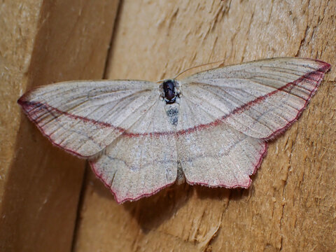 A Blood-vein moth (Timandra comae) on a fence
