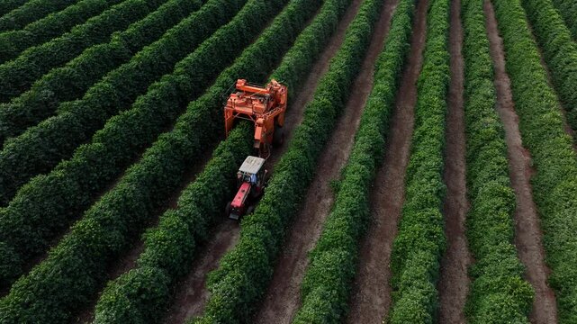 Tractor and combine harvesting coffee in a plantation