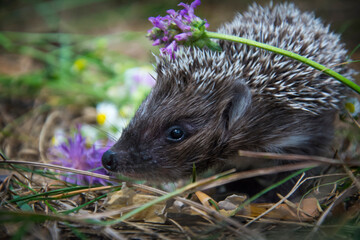 In the forest in summer there is a small hedgehog in the grass.