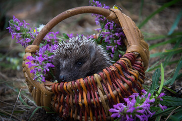 In the forest, a hedgehog sits in a basket with daisies.
