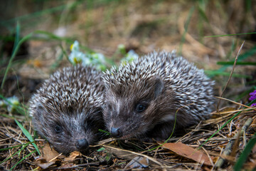In the forest there are two little hedgehogs in the grass.