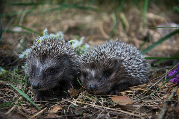 In the forest there are two little hedgehogs in the grass.