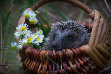 In the forest, a hedgehog sits in a basket with daisies.