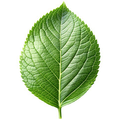 Obraz premium green leaf on white background,png cutout 